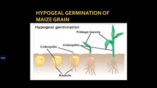 HYPOGEAL GERMINATION IN MAIZE GRAIN [upl. by Huskey]