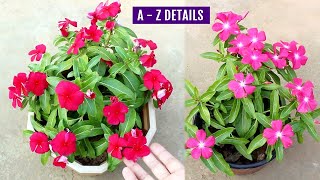 BEST Way to Grow Vinca from Seeds amp TIPS for MAXIMUM Flowers [upl. by Mccahill]