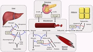 Physiology of Insulin and Glucagon [upl. by Pike]