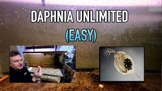 How I Raise Daphnia Water Fleas And You Can Too [upl. by Divod643]