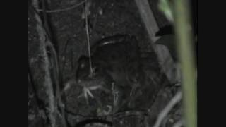 Southern leopard frogs calling [upl. by Kristel913]