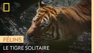 Le tigre un animal très solitaire [upl. by Cathey]