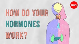 How do your hormones work  Emma Bryce [upl. by Iveksarap433]