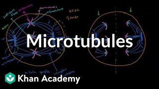 Microtubules  Cells  MCAT  Khan Academy [upl. by Fancie]