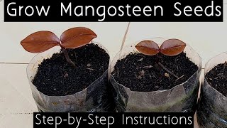 How to Grow Mangosteen Seeds English [upl. by Elyagiba]