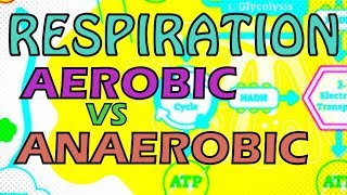 RESPIRATION  AEROBIC VS ANAEROBIC RESPIRATION  OXYGEN DEBT [upl. by Catto]