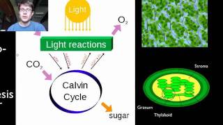 Photosynthesis and Respiration [upl. by Erena316]