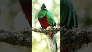 Resplendent Quetzal Bird [upl. by Yna]