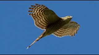 Sparrowhawk Bird Call Bird Song [upl. by Elletsirhc]