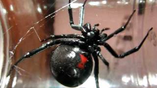 Huge Black Widow Spider [upl. by Charil]