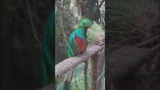 Song of the Quetzal [upl. by Araihc]