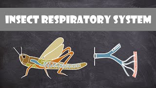 Insect Respiratory System  Entomology [upl. by Phyllys]