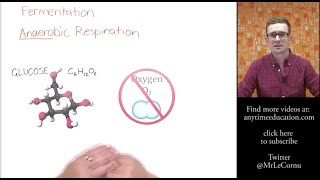 What is Fermentation Anaerobic Respiration [upl. by Gnihc]