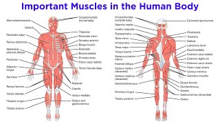 The Muscular System [upl. by Aina]