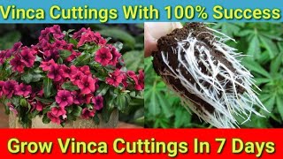 How to Grow Vinca From Cuttings Easily [upl. by Dihahs439]