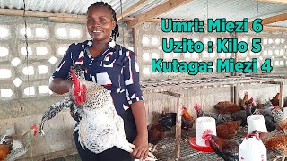 Jinsi ya Kuwalisha Kuku Chotara Kuroiler Wafikishe Uzito wa Kilo 5 [upl. by Maurise]