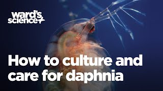 Caring and Culturing for Daphnia [upl. by Tobey]