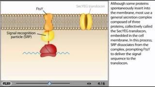 Protein transport Animation [upl. by Jakie]