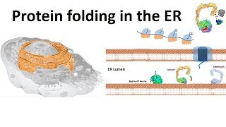 protein folding in the ER [upl. by Patten]