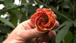 In the Garden with Mike Darcy Abutilon [upl. by Ettenauq]