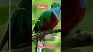 quetzal facts [upl. by Bianka]