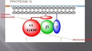 la structure et lactivation de protéine G [upl. by Ahsilak878]