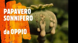 PAPAVERO SONNIFERO da OPPIO 1 Coltivazione Raccolta Storia Analgesico Sedativo Narcotico [upl. by Ahsieni]