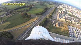 Eagle flight from balloon [upl. by Kato]