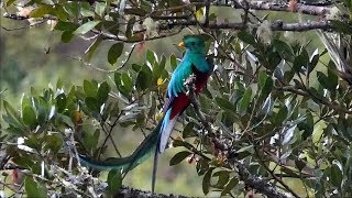 Resplendent Quetzal in Costa Rica [upl. by Ahsenrat691]