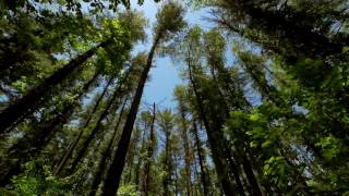 The Wind in the Trees  10 Hours of Natural White Noise [upl. by Enelym]