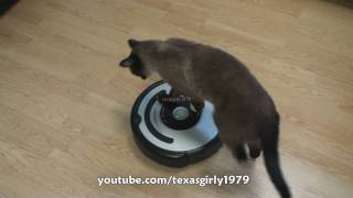 Cat shows HOW TO use iRobot Roomba Vacuum [upl. by Lucille584]