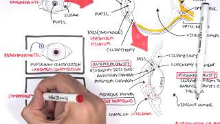 Anatomy  Eye Overview [upl. by Nichy365]