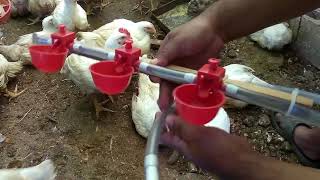 Kit 3 Bebederos Automáticos Para Gallinas Pollos [upl. by Courtnay]