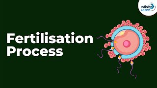 Fertilisation Process  Reproduction in Animals  Dont Memorise [upl. by Mahalia]