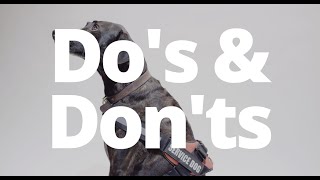 Service Dog Etiquette  Dos and Donts [upl. by Eide]