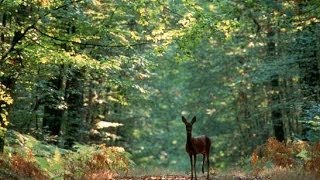 A la découverte de la Forêt  Documentaire francais sur la Nature [upl. by Kanya]