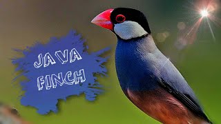 Java finch singing  Sparrows Enjoying in nest  Infobeam TV [upl. by Kask]