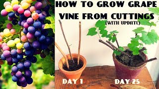 How To Grow Grape Vine From Cuttings At Home FAST N EASY [upl. by Anaimad]