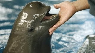 Rare porpoise in danger of extinction [upl. by Notgnimer]