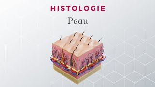 Histologie de la Peau [upl. by Assek379]