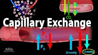 Capillary Exchange and Edema Animation [upl. by Aivata]