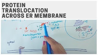 PROTEIN TRANSLOCATION ACROSS ER MEMBRANE [upl. by Eiryt602]