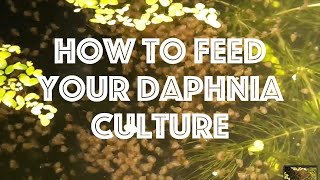 How To Feed Your Daphnia Culture [upl. by Florian991]