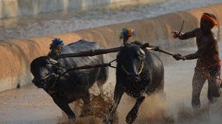 Moodubidire Koti Chennaya Kambala  buffalo race  Most viewed Kambala video [upl. by Jan]