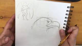 How to Draw DampD Aarakocra [upl. by Egdirdle]