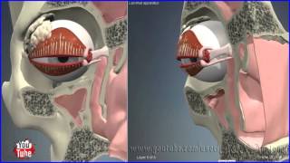 Nasolacrimal Lacrimal Duct  System  3D Human Anatomy  Organs [upl. by Azilanna]