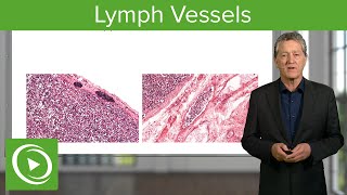 Lymphatic Vessels Afferent amp Efferent Vessels – Histology  Lecturio [upl. by Bertila217]