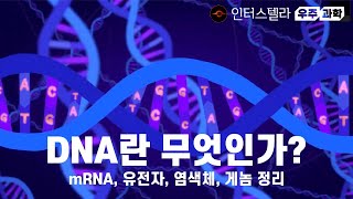 DNA란 무엇인가 mRNA 유전자 염색체 게놈 정리 [upl. by Anoyek]