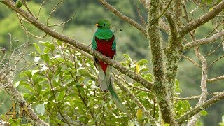 The mystical Resplendent Quetzal of Costa Rica in 4K [upl. by Dent]