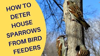 How to Deter House Sparrows at Bird Feeders 2021 [upl. by Nalorac]